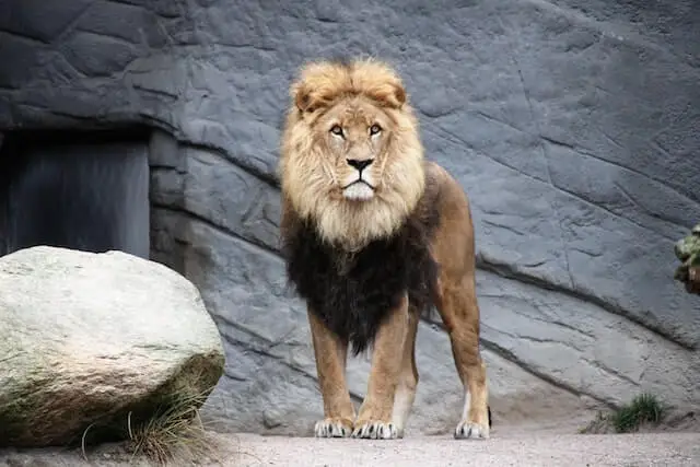 león macho adulto marrón grande