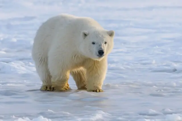 Oso polar caminando por el suelo cubierto de nieve