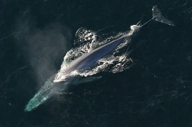 gran ballena azul nadando cerca de la superficie del agua
