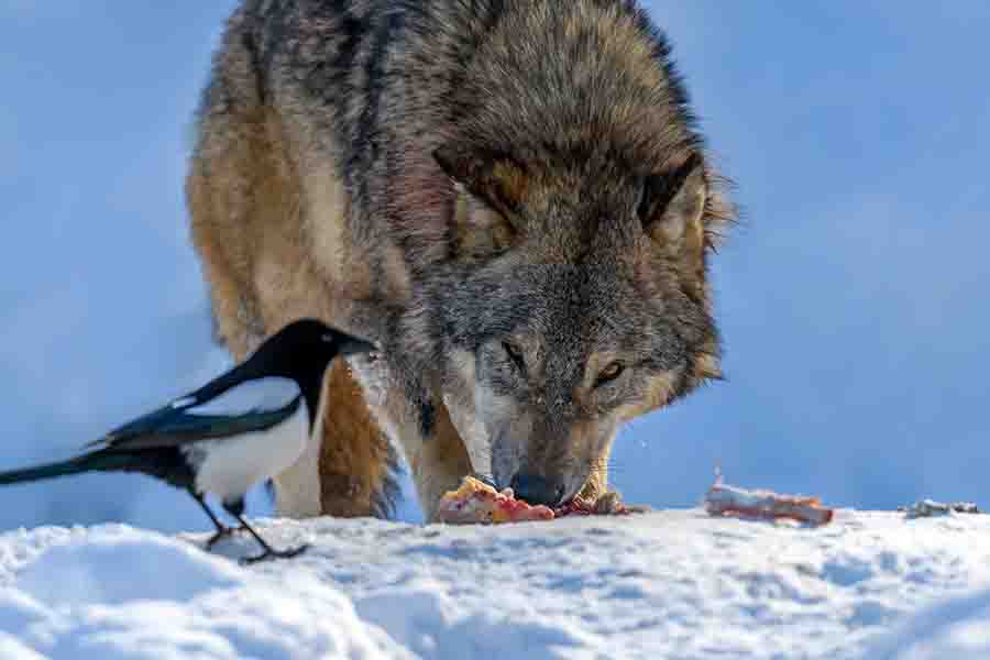 Lobo gris, Canis lupus, come carne en el bosque de invierno.