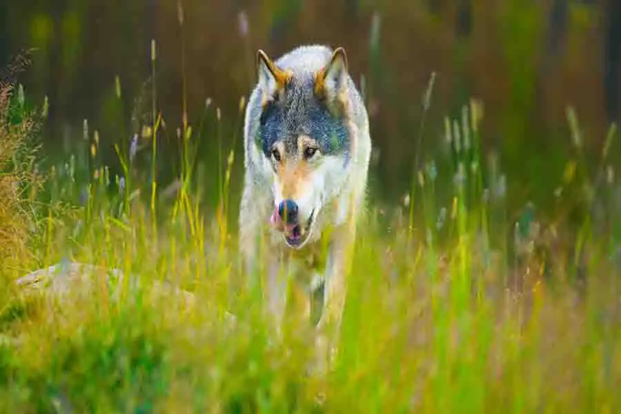 lobo-macho-salvaje-caminando-en-la-hierba-en-otono