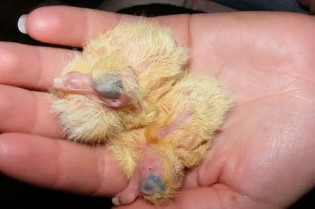 dos palomas recién nacidas en la mano de una mujer