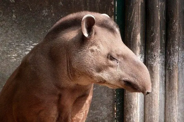 cerrar foto de tapir marrón