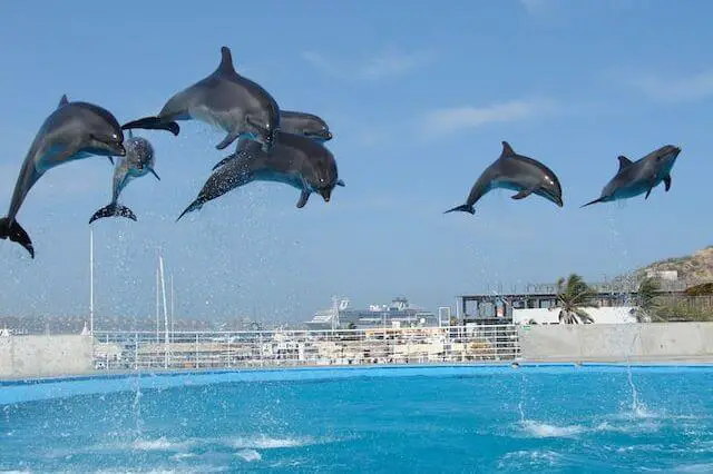 delfines acrobáticos saltando fuera del agua