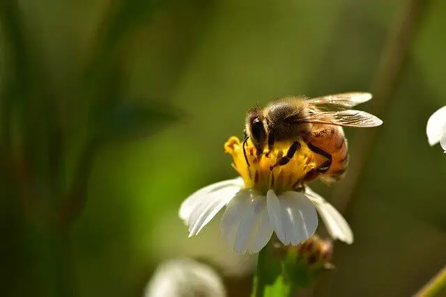 abeja de miel en una flor amarilla