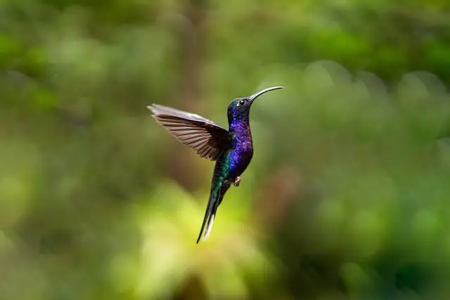 colibrí morado en el aire