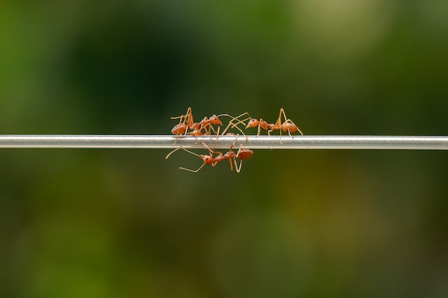 hormigas caminando sobre una columna de plata