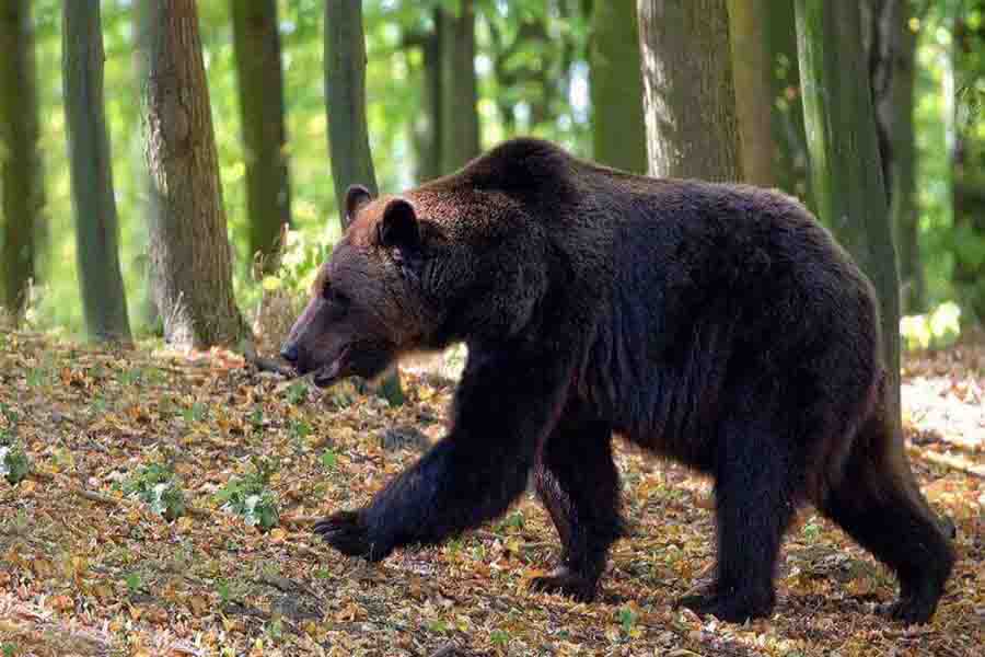 oso pardo en la naturaleza