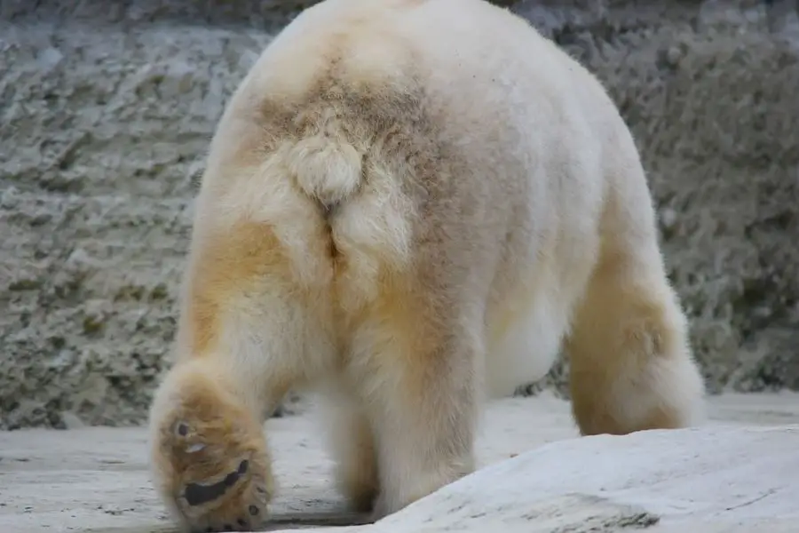 oso polar clara cola corta