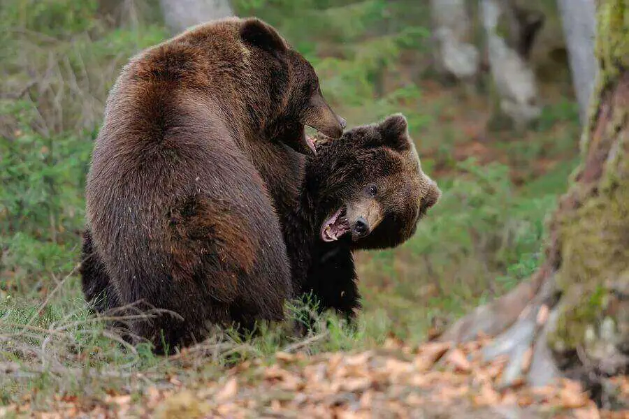 dos osos jugando
