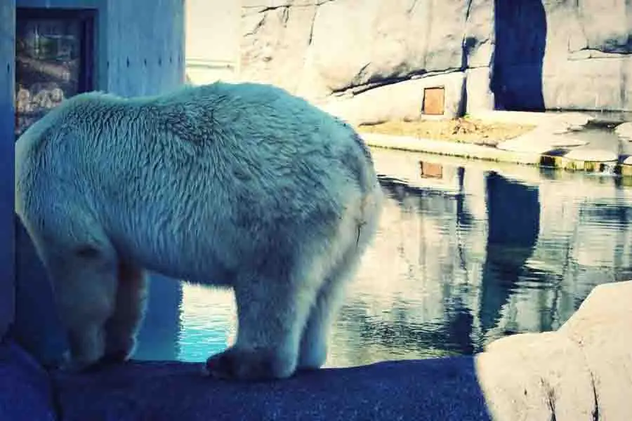 oso polar en el zoológico