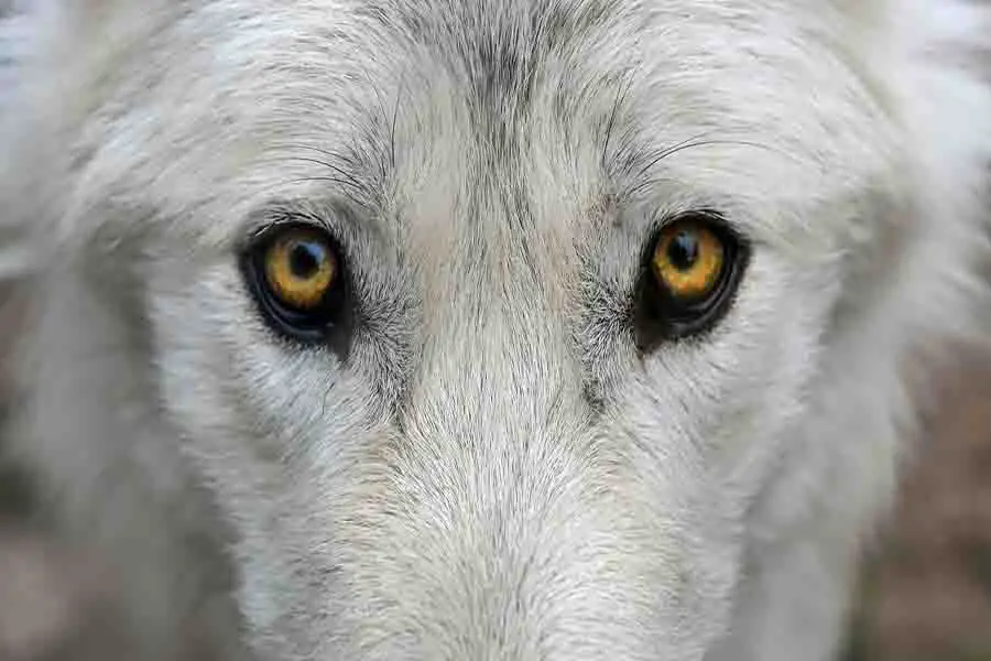 lobo de ojos amarillos