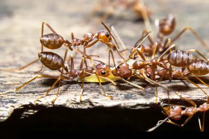 colonia de hormigas enjambre de hormigas obreras