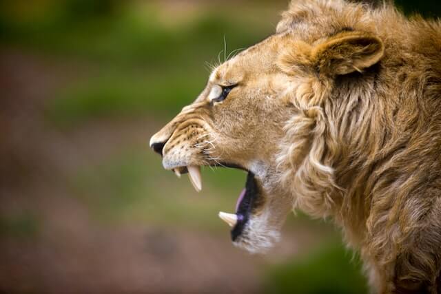 león enseñando los dientes