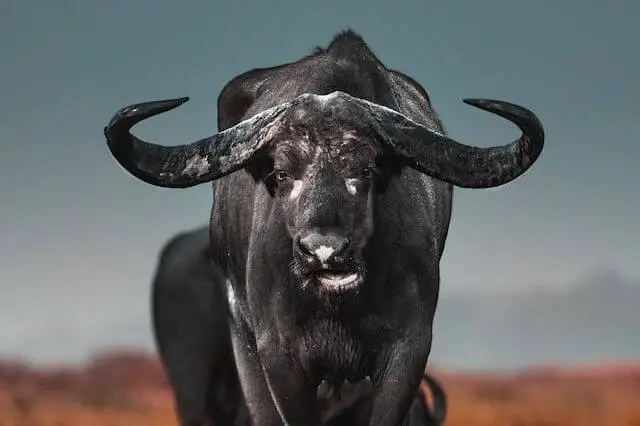 gran búfalo africano negro