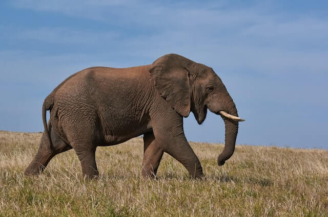 elefante caminando sobre hierba verde durante el día