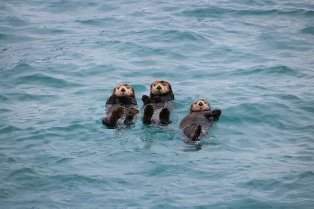 tres nutrias marinas nadando sobre sus espaldas