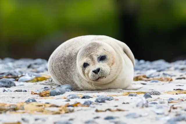 foca gris tirada en la arena