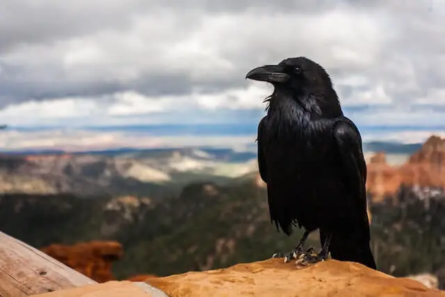 cuervo negro en la colina marrón