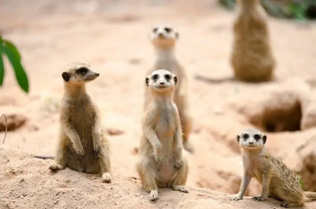 un grupo de suricatas en la arena