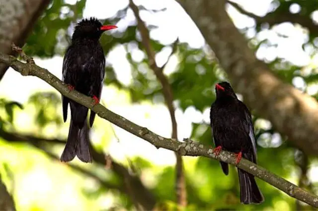 dos bulbuls negros con patas rojizas y picos en un árbol