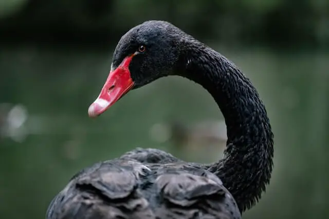 cisne negro de cuello largo con pico rojo
