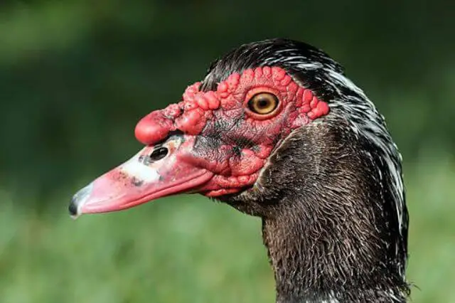 una foto de retrato de un pato Muscovy macho negro