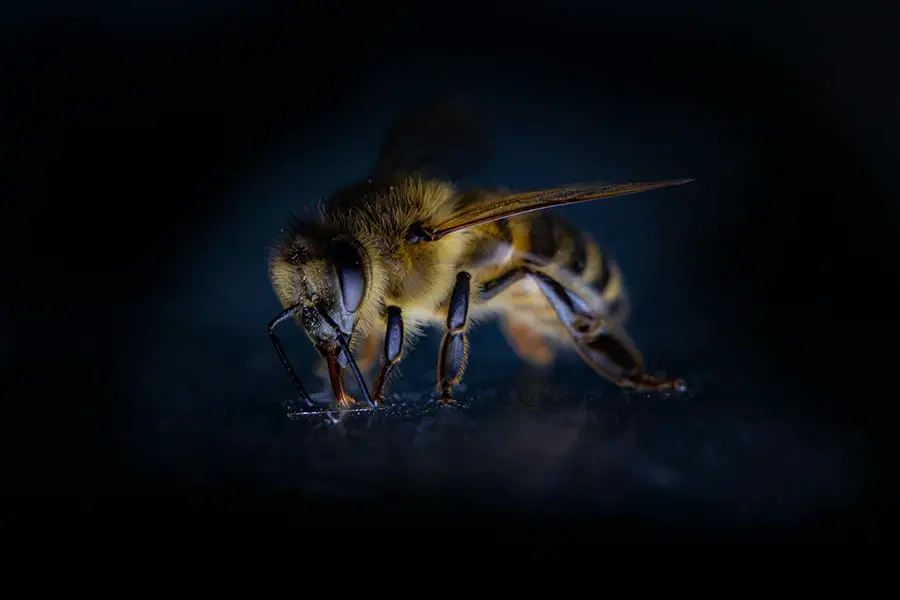 abeja bebiendo agua