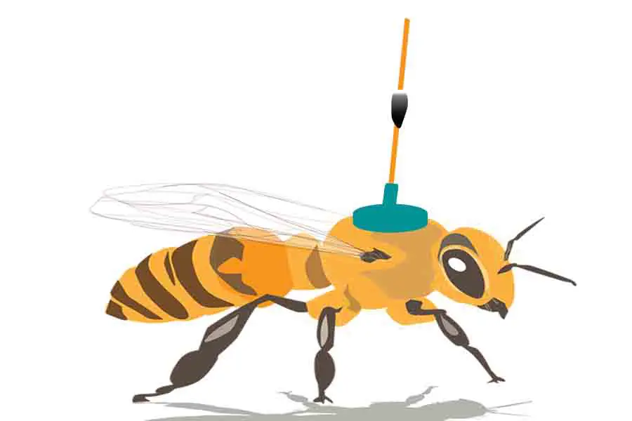 abeja con rastreador