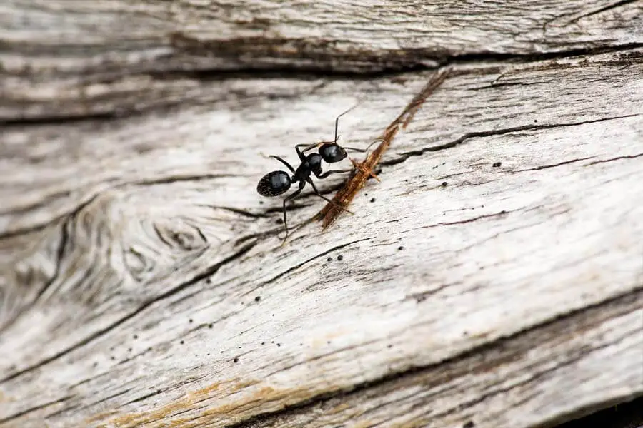 Tamaño de hormiga negra de jardín