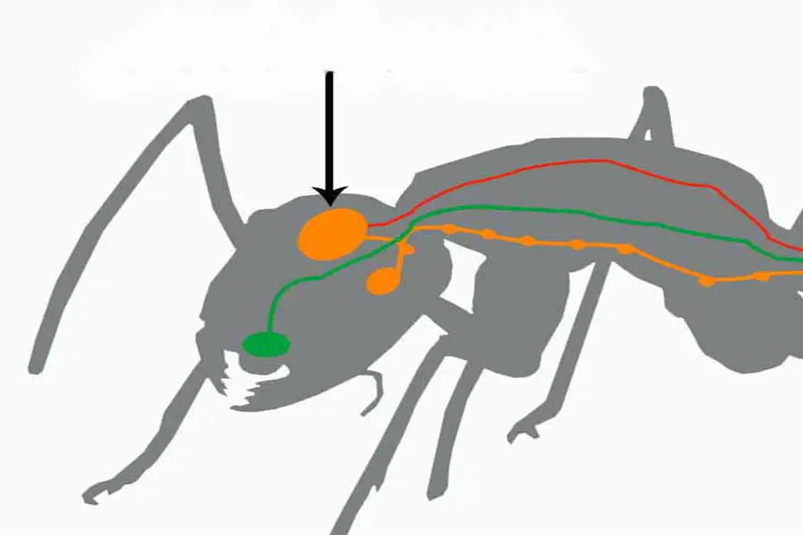 ubicación del cerebro de hormiga en la cabeza