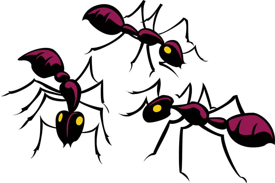 grupo de hormigas