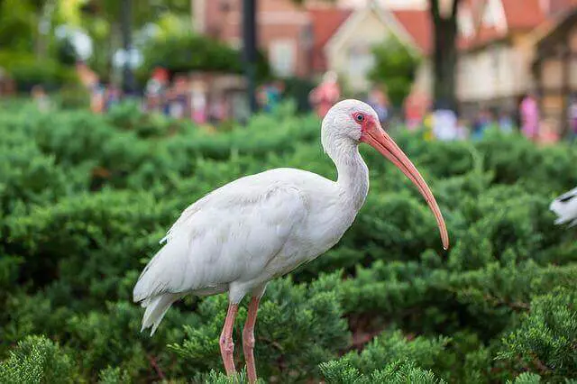 ibis blanco cerca de arbustos verdes