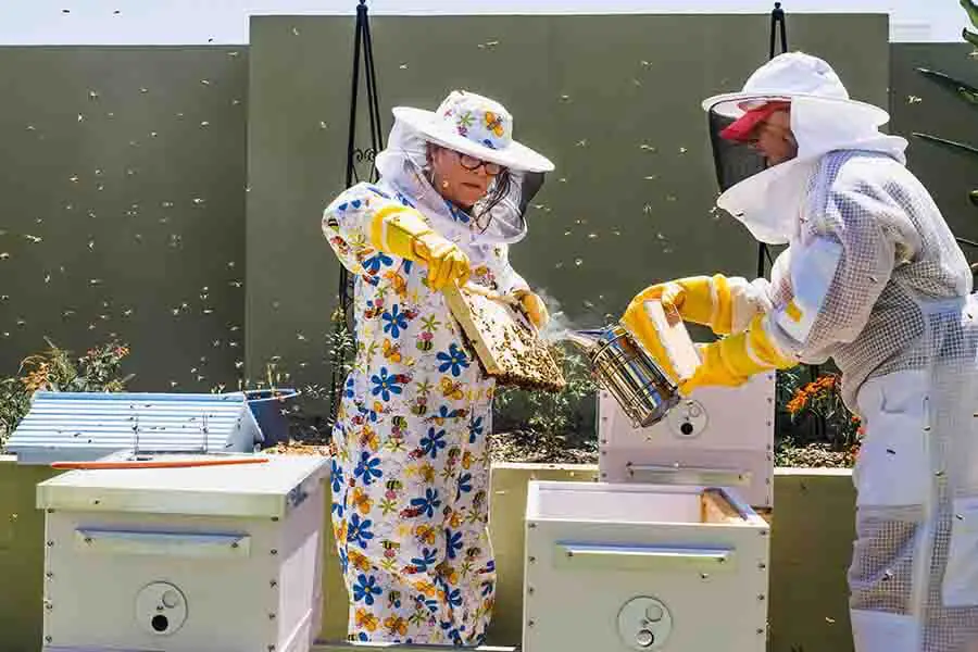 apicultor-controlando-colmena-y-peine-marco cuidadosamente (1)