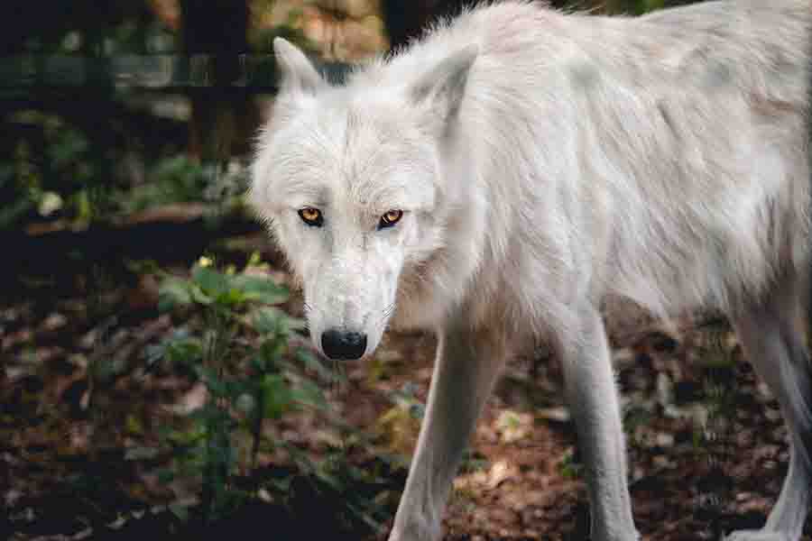 ojos de lobo