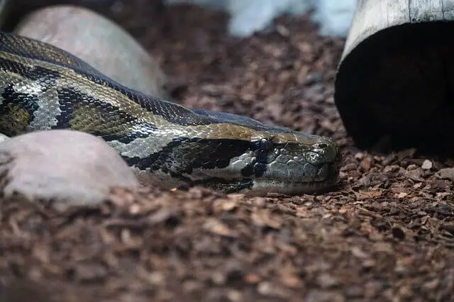 gran serpiente pitón birmana en el suelo