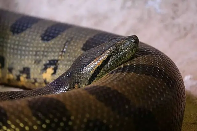 gran anaconda verde en el suelo