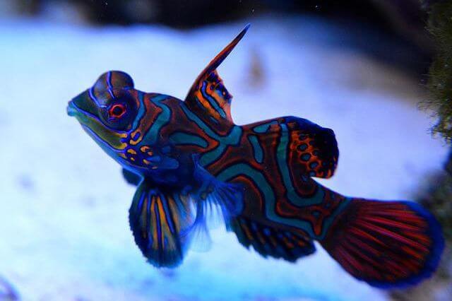 colorido pez mandarín en un acuario