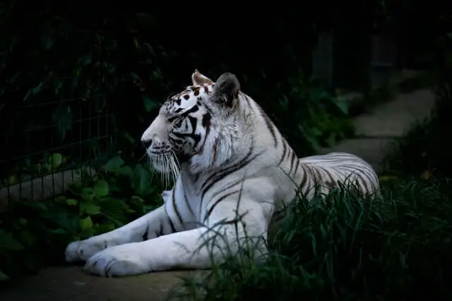 bonito tigre blanco tendido en el suelo