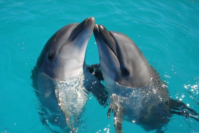 dos delfines se abrazan en el agua