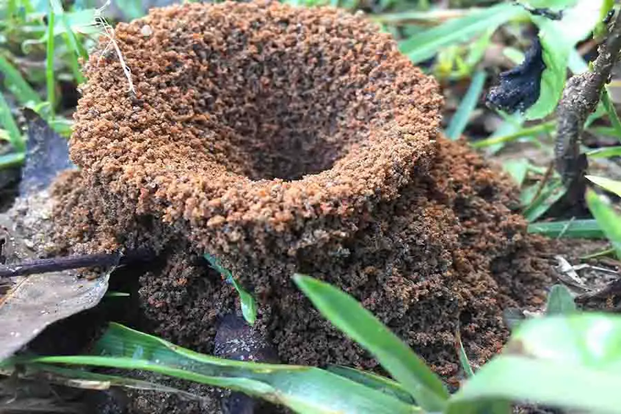 gran nido de hormigas de fuego