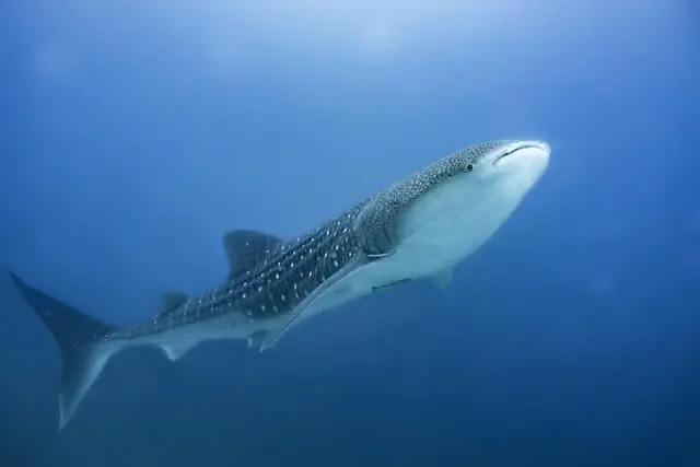 gran tiburón ballena nadando en el agua