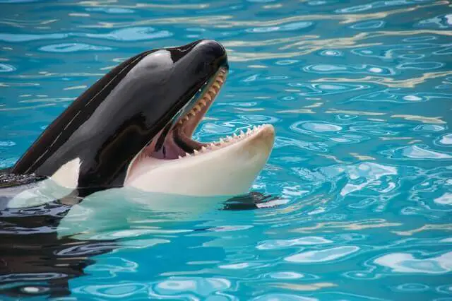 orca enseñando los dientes