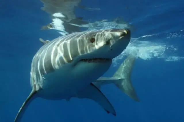 foto de primer plano de un gran tiburón blanco en el agua