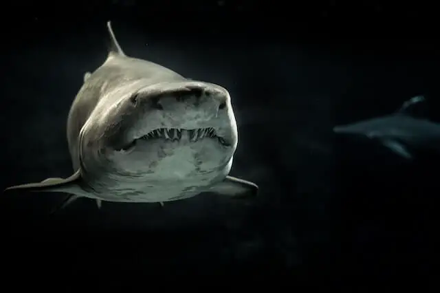 Tiburón tigre de aspecto aterrador nadando bajo el agua