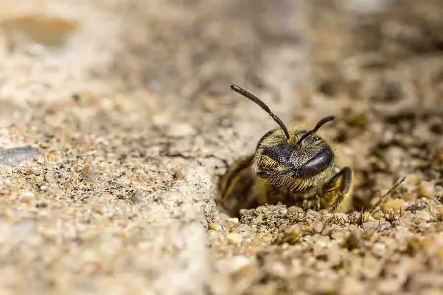 abeja excavadora