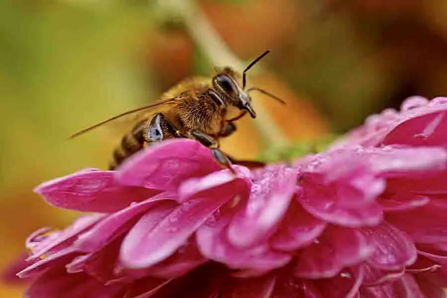 abeja de miel en una flor