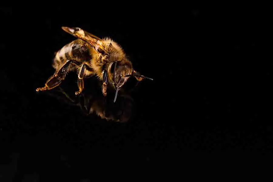 Macro de abeja de miel, aislada sobre fondo negro.  Concepto de abeja.