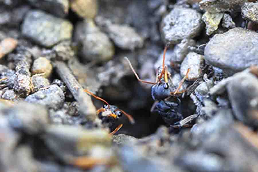 hormigas saltadoras