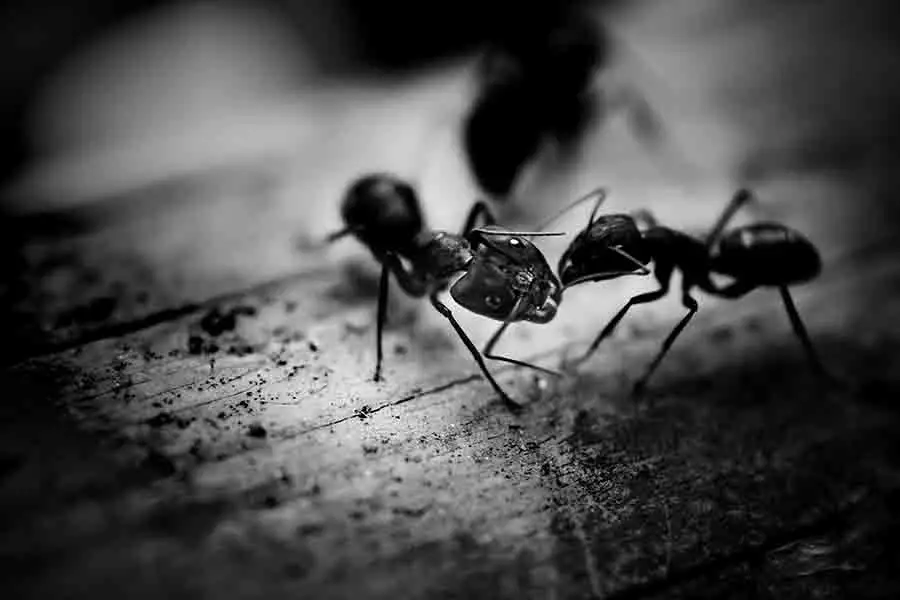 dos hormigas juntas